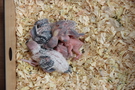 130911 --- R29, R30, R31, R32, R33 samt ägg